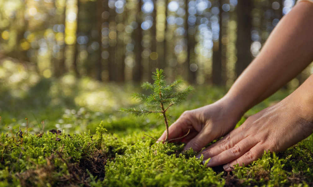 Nahaufnahme von zwei Händen, die einen kleinen Nadelbaumsetzling in einem moosbedeckten Waldboden pflanzen. Im Hintergrund ist ein dichter Wald mit Sonnenlicht zu sehen, das durch die Bäume scheint.