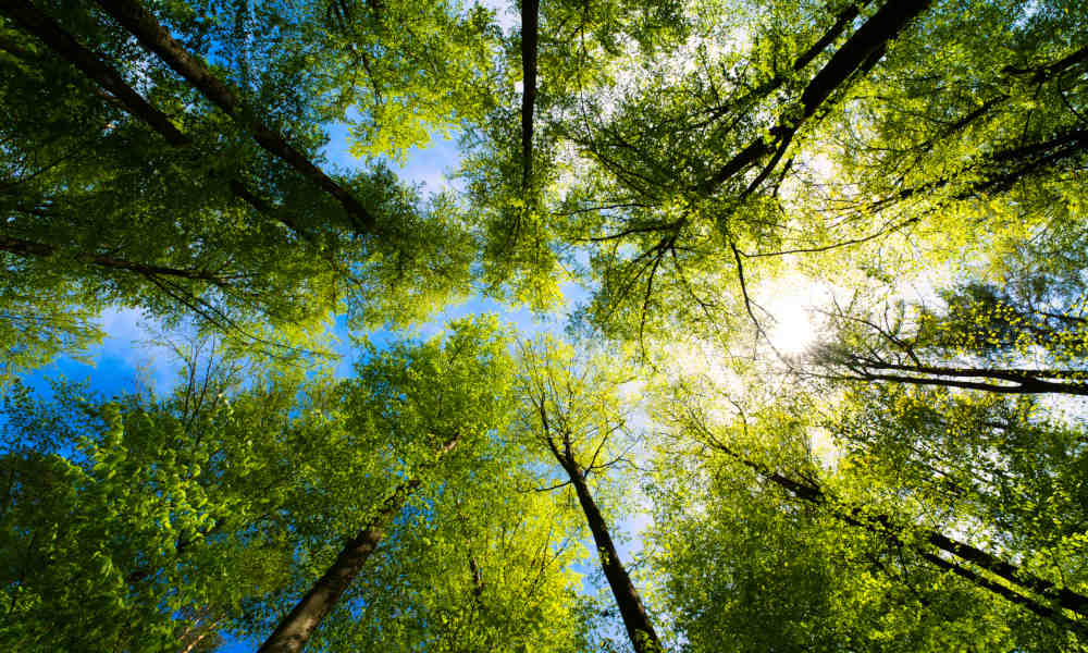 Blick von unten in die Baumkronen eines Waldes im Sommer mit grünem Blätterdach, blauem Himmel und Sonnenlicht, das durch das Laub fällt. 